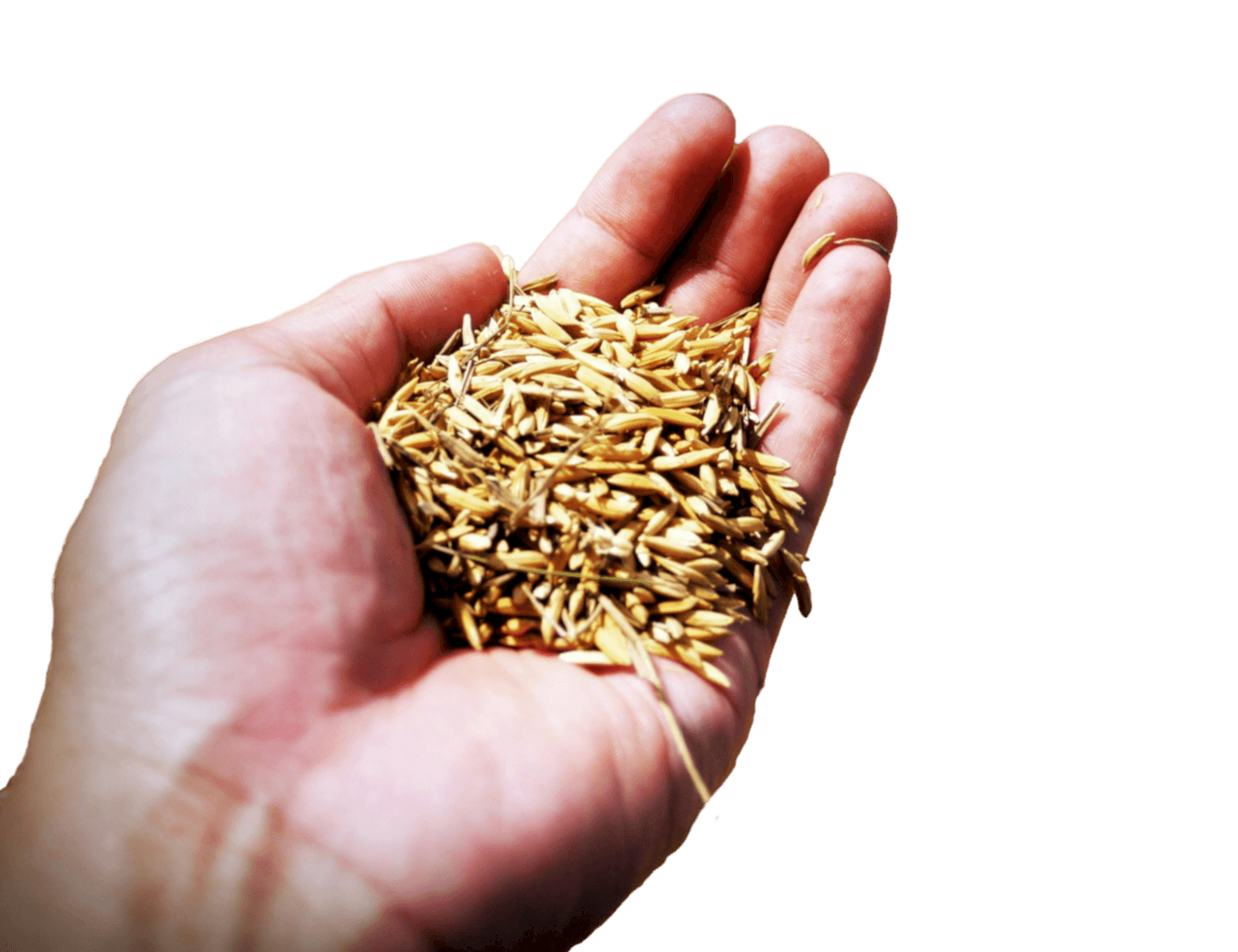 Hand holding grass seed for lawn seeding