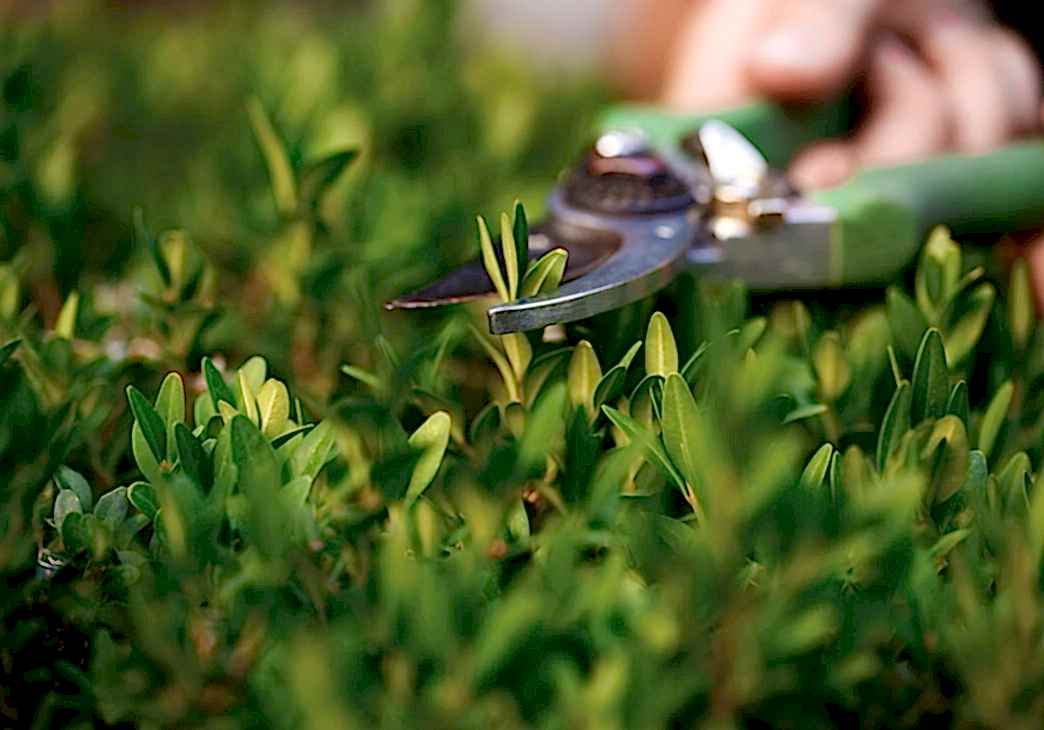 Maintaining flowers in a landscaped garden