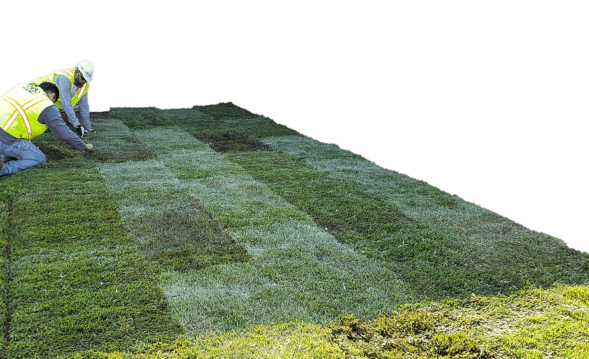 Fresh sod installed by Diaz Lawn Care Services