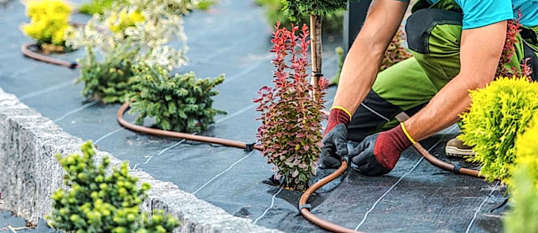 Landscaper installing a drip irrigation system