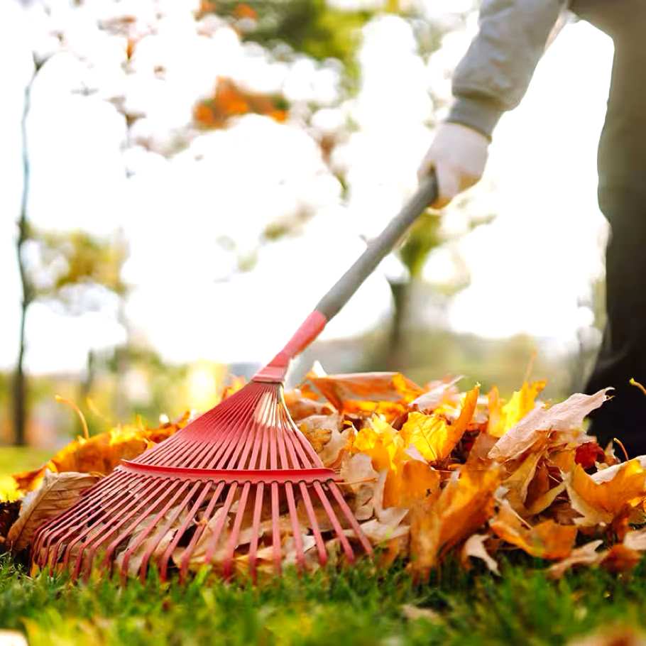 Raking leaves during seasonal landscape cleanup