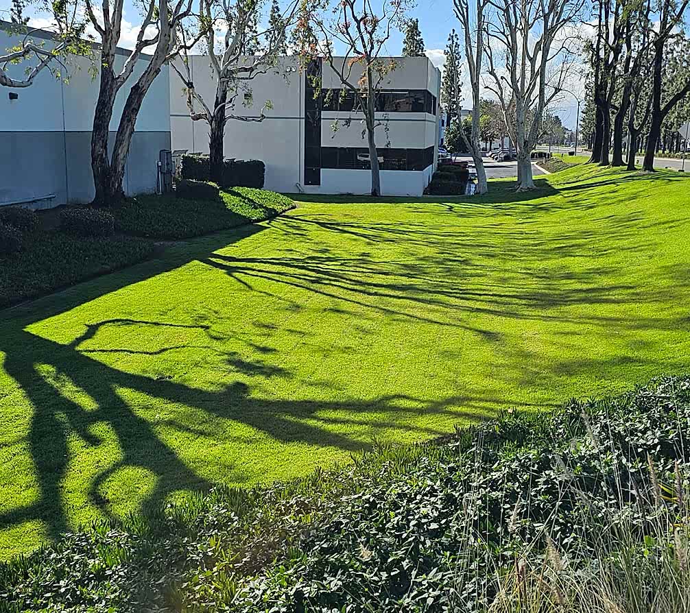 Commercial lawn seeding project